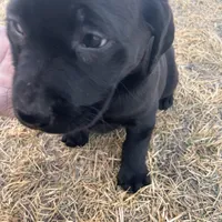 Lab 2, a male Labrador Retriever for sale in Augusta, WI – Photo 1 of 8