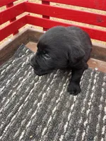 Lab 1, a male Labrador Retriever for sale in Augusta, WI – Photo 4 of 9