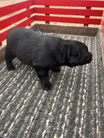 Lab 1, a male Labrador Retriever for sale in Augusta, WI – Photo 6 of 9