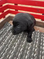 Lab 1, a male Labrador Retriever for sale in Augusta, WI – Photo 2 of 9