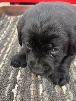 Lab 1, a male Labrador Retriever for sale in Augusta, WI – Photo 3 of 9