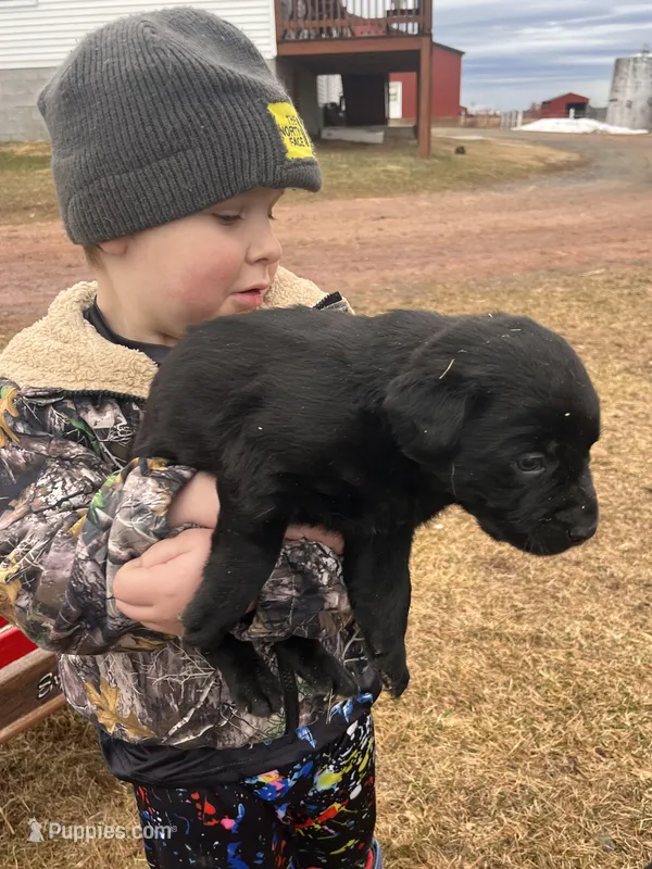 Lab 1 – Labrador Retriever puppy for sale in Augusta, WI