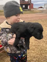 Lab 1, a male Labrador Retriever for sale in Augusta, WI – Photo 1 of 9