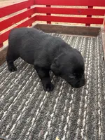 Lab 1, a male Labrador Retriever for sale in Augusta, WI – Photo 7 of 9