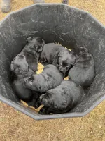 Lab 1, a male Labrador Retriever for sale in Augusta, WI – Photo 9 of 9