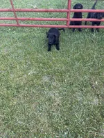 Lab 4, a female Labrador Retriever for sale in Augusta, WI – 4 of 10