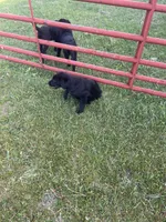 Lab 5, a female Labrador Retriever for sale in Augusta, WI – 3 of 10