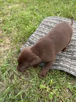Lab 1, a female Labrador Retriever for sale in Augusta, WI – 4 of 6