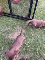 Lab 3, a male Labrador Retriever for sale in Augusta, WI – 9 of 10