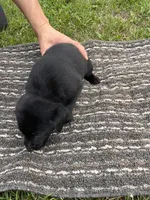 Lab 4, a male Labrador Retriever for sale in Augusta, WI – 5 of 6
