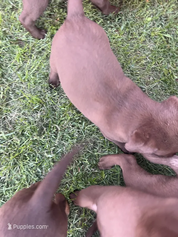 Lab 1 – Labrador Retriever puppy for sale in Augusta, WI