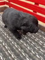 Lab 5, a female Labrador Retriever for sale in Augusta, WI – Photo 2 of 7