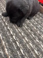 Lab 5, a female Labrador Retriever for sale in Augusta, WI – Photo 4 of 7