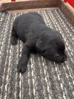 Lab 5, a female Labrador Retriever for sale in Augusta, WI – Photo 6 of 7