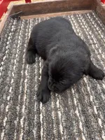 Lab 5, a female Labrador Retriever for sale in Augusta, WI – Photo 5 of 7