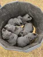 Lab 5, a female Labrador Retriever for sale in Augusta, WI – Photo 7 of 7