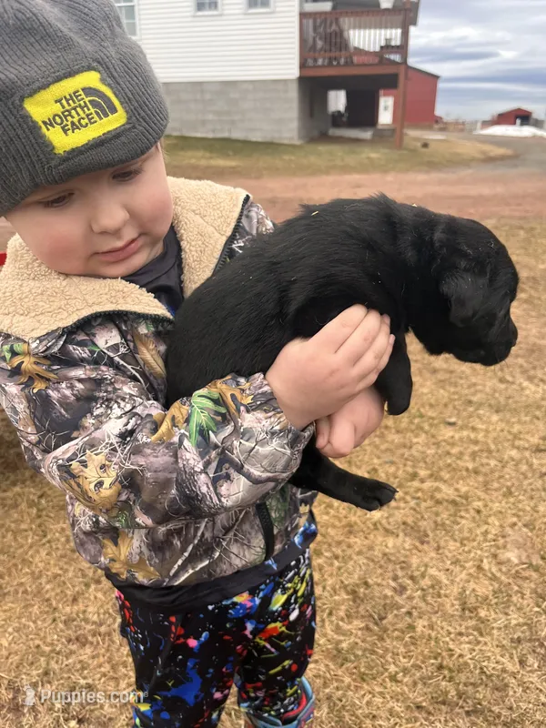 Lab 5 – Labrador Retriever puppy for sale in Augusta, WI