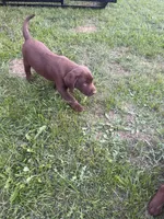 Lab 2, a female Labrador Retriever for sale in Augusta, WI – 3 of 8