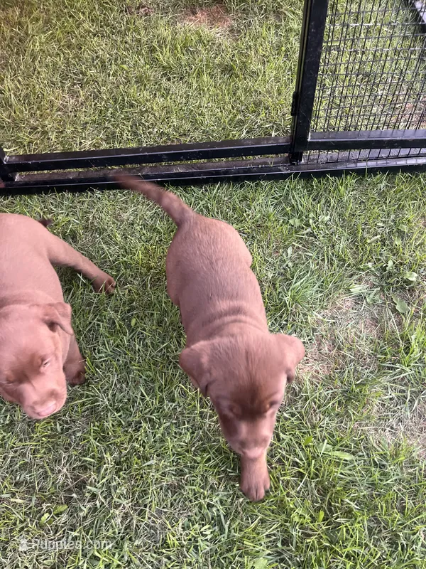Lab 5 – Labrador Retriever puppy for sale in Augusta, WI