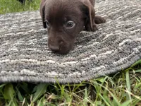 Lab 8, a male Labrador Retriever for sale in Augusta, WI – 5 of 6