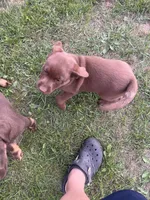 Lab 2, a female Labrador Retriever for sale in Augusta, WI – 2 of 8