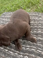 Lab 9, a male Labrador Retriever for sale in Augusta, WI – 2 of 7