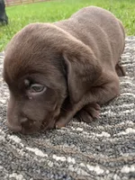Lab 9, a male Labrador Retriever for sale in Augusta, WI – 4 of 7