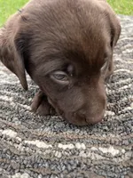 Lab 6, a male Labrador Retriever for sale in Augusta, WI – 4 of 5