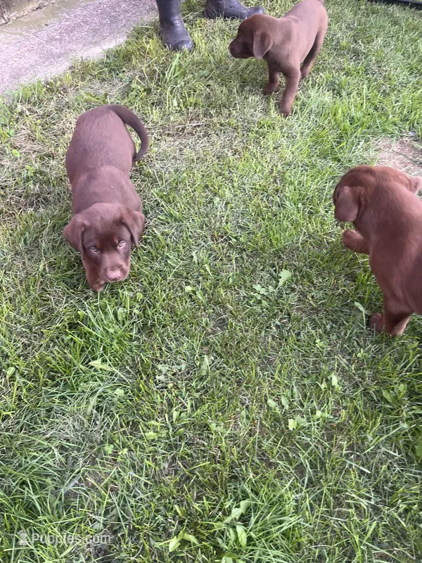 Lab 9 – Labrador Retriever puppy for sale in Augusta, WI