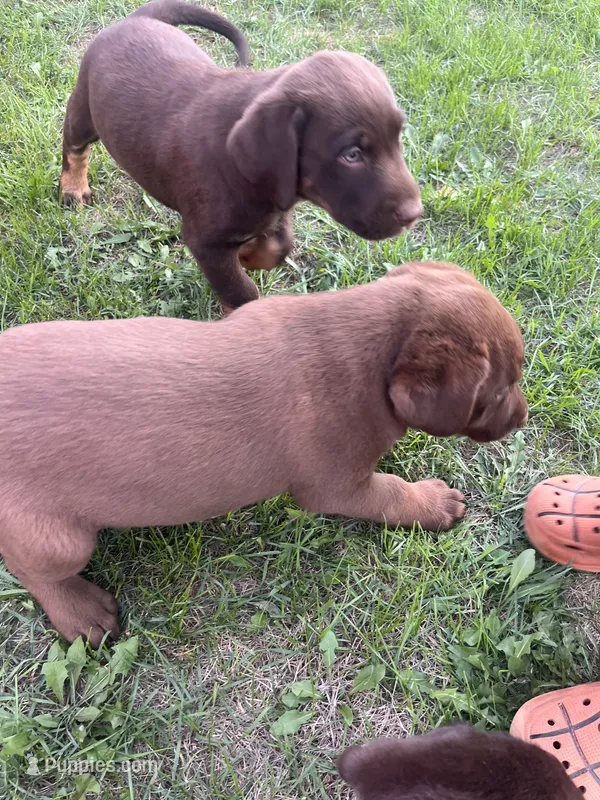 Lab 10 – Labrador Retriever puppy for sale in Augusta, WI