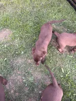 Lab 7, a male Labrador Retriever for sale in Augusta, WI – 10 of 10