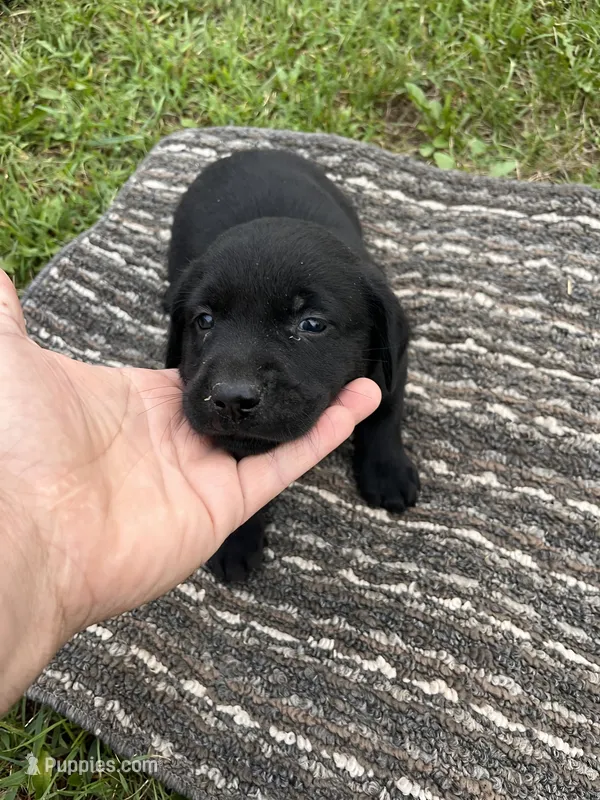 Lab 4 – Labrador Retriever puppy for sale in Augusta, WI