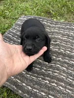 Lab 4, a male Labrador Retriever for sale in Augusta, WI – 1 of 6