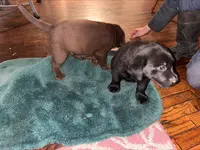 Lab, a male Labrador Retriever for sale in Augusta, WI – Photo 2 of 9