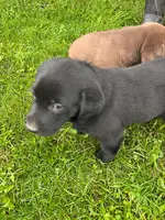 Lab, a male Labrador Retriever for sale in Augusta, WI – Photo 4 of 9