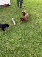 Lab, a male Labrador Retriever for sale in Augusta, WI – Photo 8 of 9