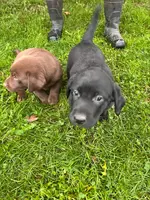 Lab, a male Labrador Retriever for sale in Augusta, WI – Photo 3 of 9