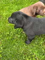 Lab, a male Labrador Retriever for sale in Augusta, WI – Photo 7 of 9