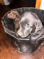 Lab, a male Labrador Retriever for sale in Augusta, WI – Photo 6 of 9