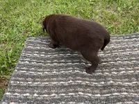 Lab 8, a male Labrador Retriever for sale in Augusta, WI – 3 of 6
