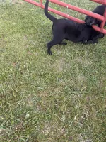 Lab 4, a female Labrador Retriever for sale in Augusta, WI – 5 of 10