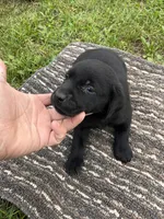 Lab 4, a male Labrador Retriever for sale in Augusta, WI – 3 of 6
