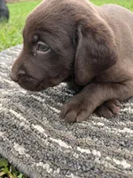 Lab 6, a male Labrador Retriever for sale in Augusta, WI – 5 of 5