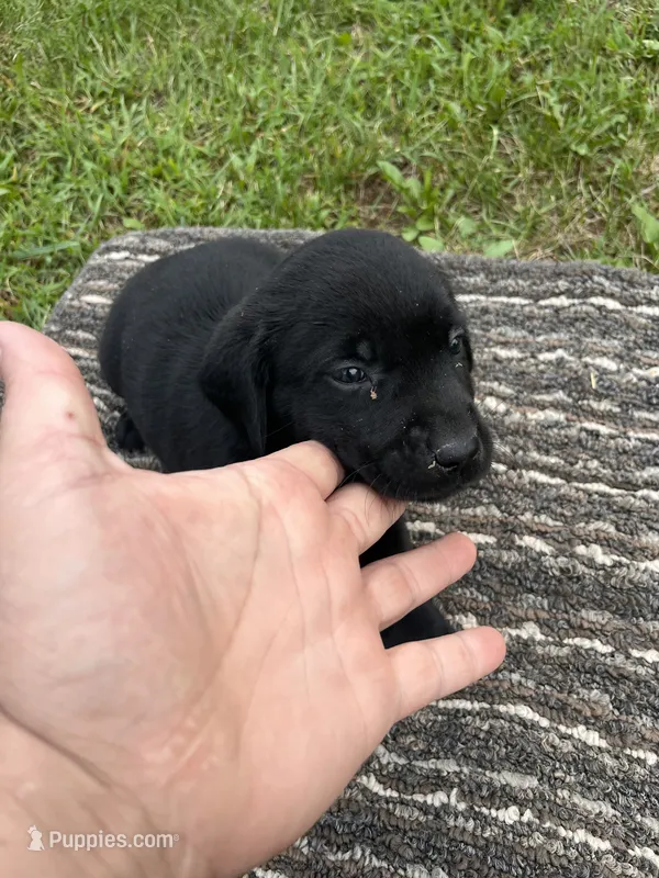 Lab 2 – Labrador Retriever puppy for sale in Augusta, WI