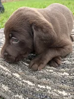 Lab 6, a male Labrador Retriever for sale in Augusta, WI – 2 of 5