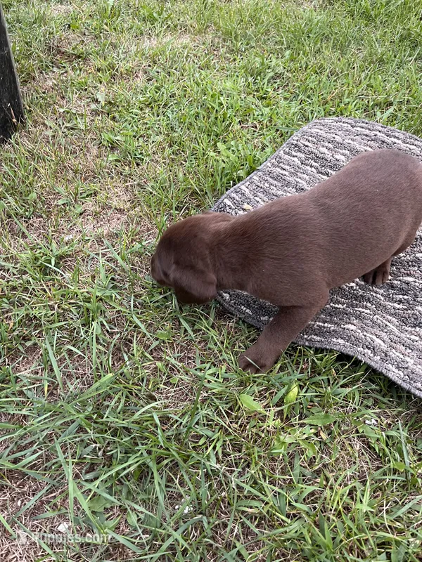 Lab 3 – Labrador Retriever puppy for sale in Augusta, WI