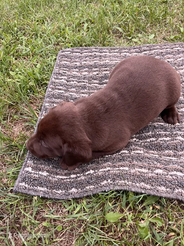 Lab 6 – Labrador Retriever puppy for sale in Augusta, WI