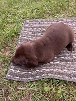 Lab 6, a male Labrador Retriever for sale in Augusta, WI – 1 of 5