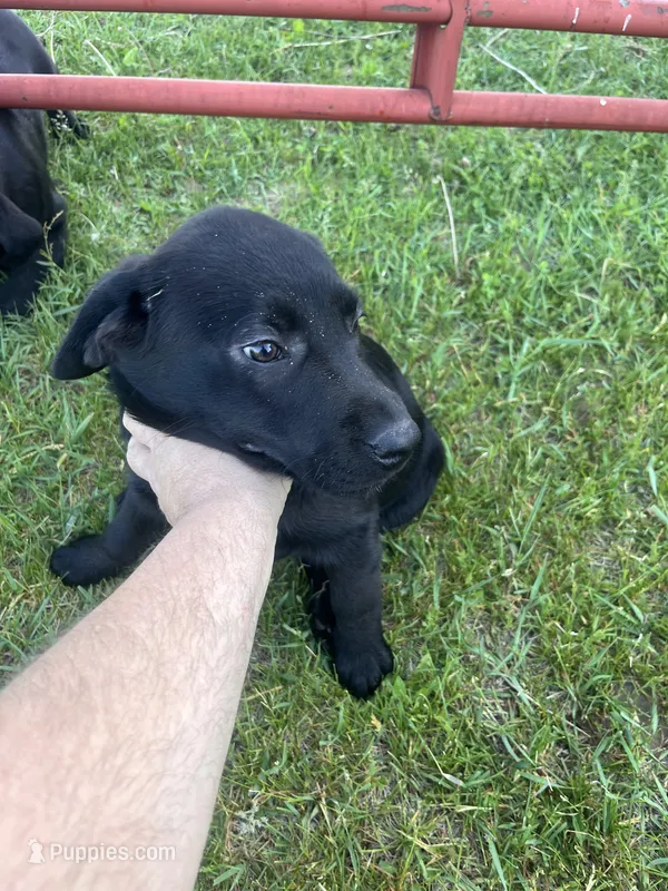 Lab 4 – Labrador Retriever puppy for sale in Augusta, WI