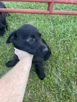 Lab 4, a female Labrador Retriever for sale in Augusta, WI – 1 of 10